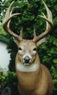 Buck